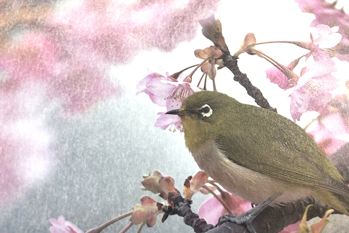 和紙フィルム加工